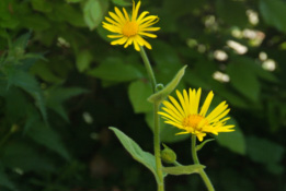 Doronicum pardalianchesHartbladzonnebloem bestellen